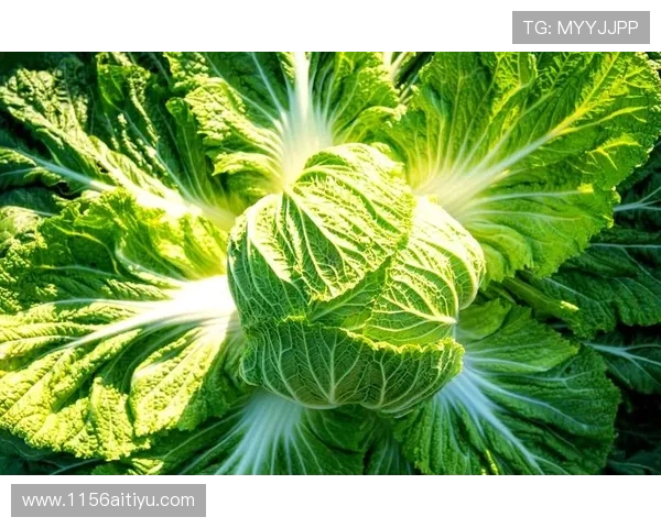 全面解析白菜网站大全:9到100元的超值资源推荐 全面解析白菜网站大全:9到100元的超值资源推荐